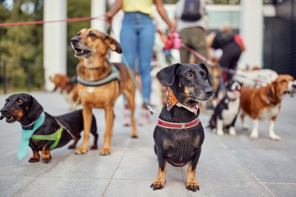 Stamford Pets