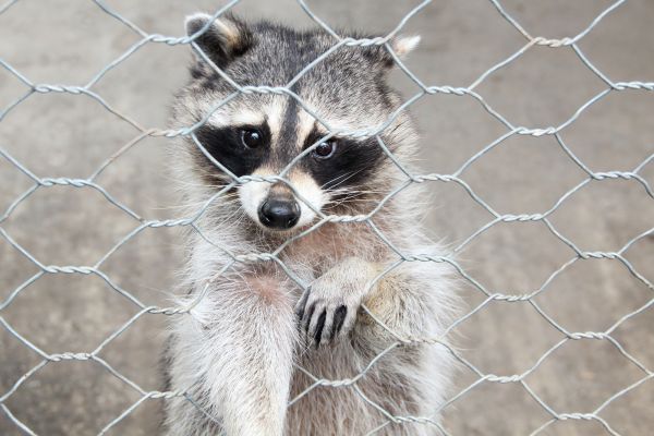 Stamford Wildlife Removal