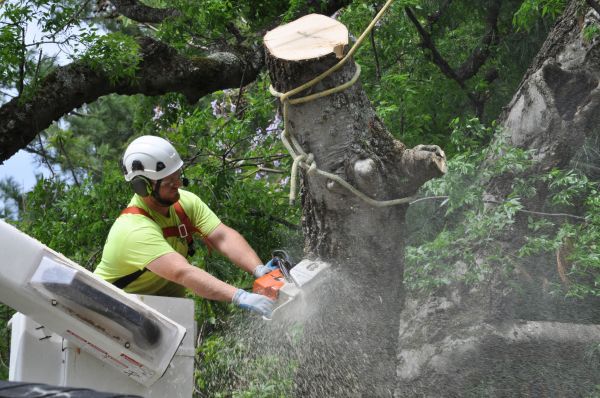 Stamford Tree Trimming
