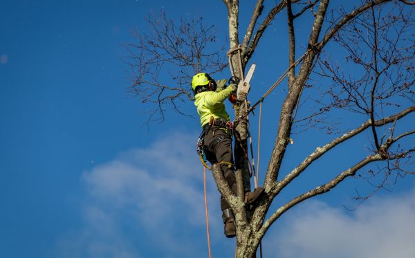 Stamford Tree Removal