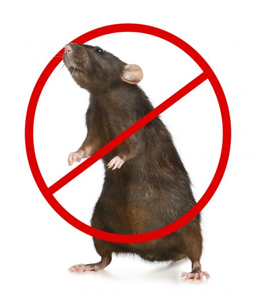 Stamford Pest Control Service